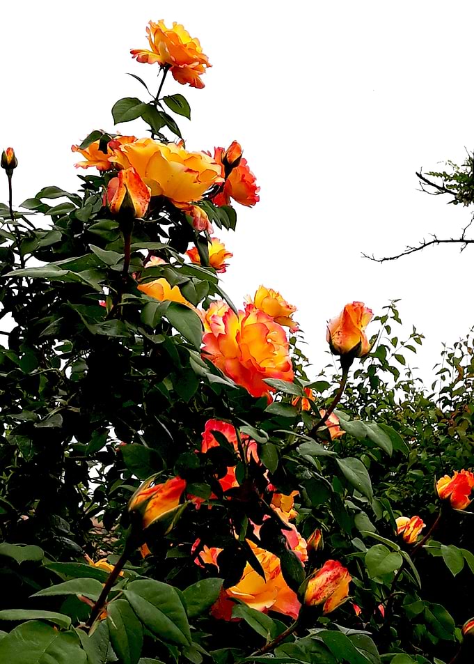 Bright yellow roses