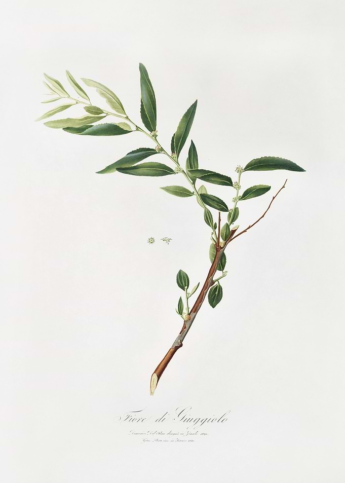 Jujube Fiorazione Del Giug