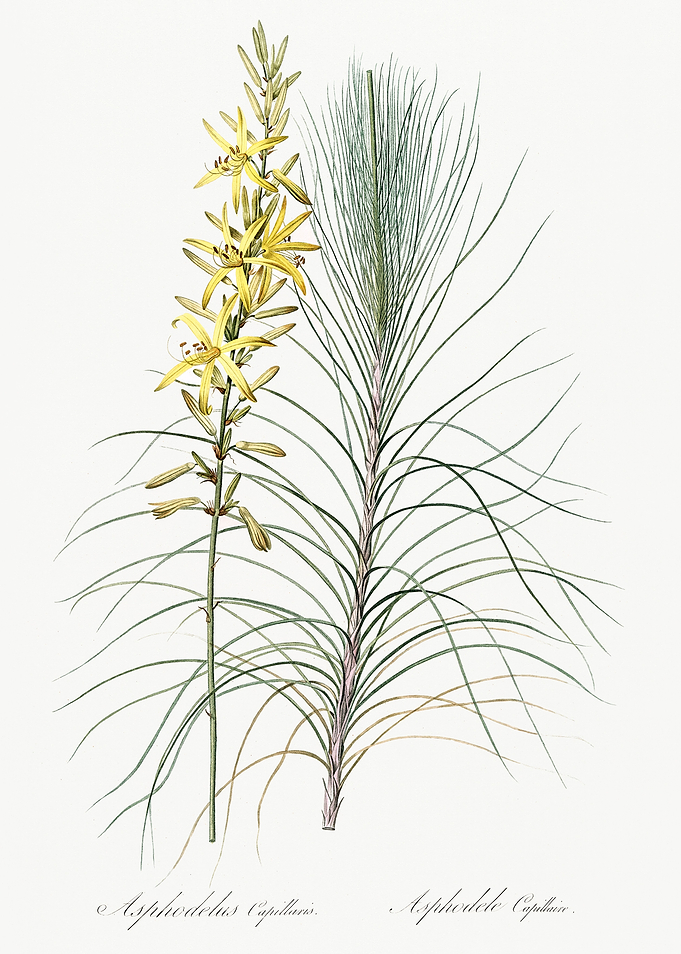 Les Liliacees 1805 HQ Orig