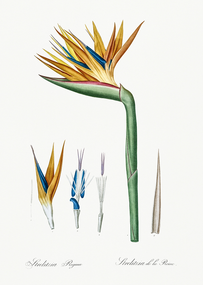 Les Liliacees 1805 HQ Orig