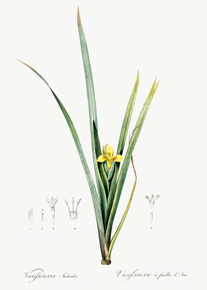 Les Liliacees 1805 HQ Orig