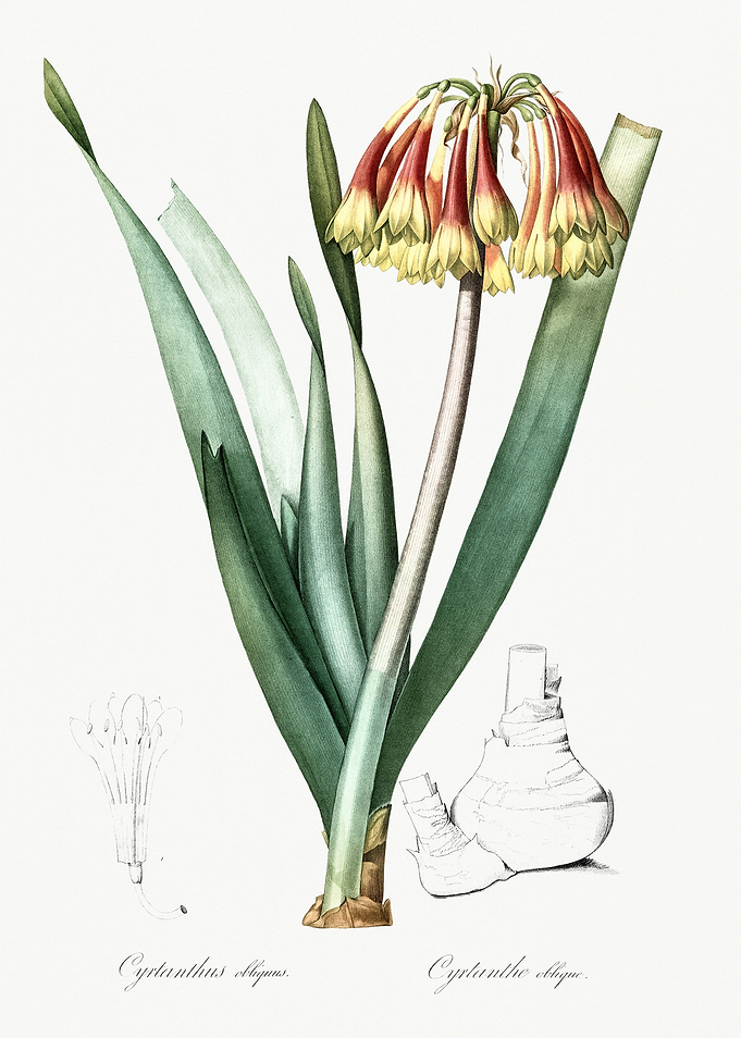 Les Liliacees 1805 HQ Orig