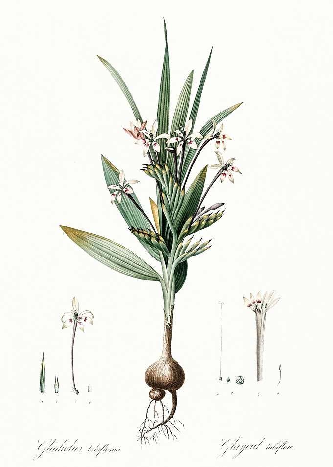 Les Liliacees 1805 HQ Orig