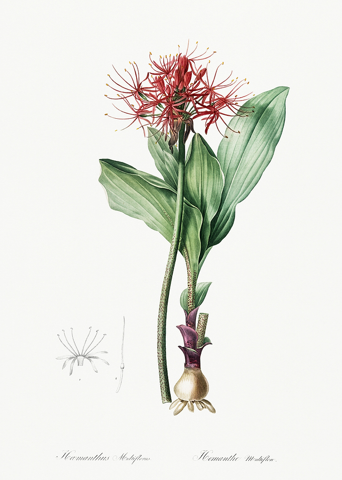 Les Liliacees 1805 HQ Orig