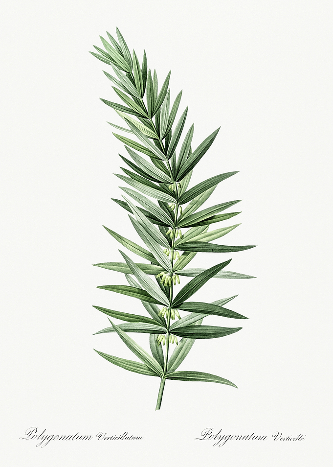 Les Liliacees 1805 HQ Orig