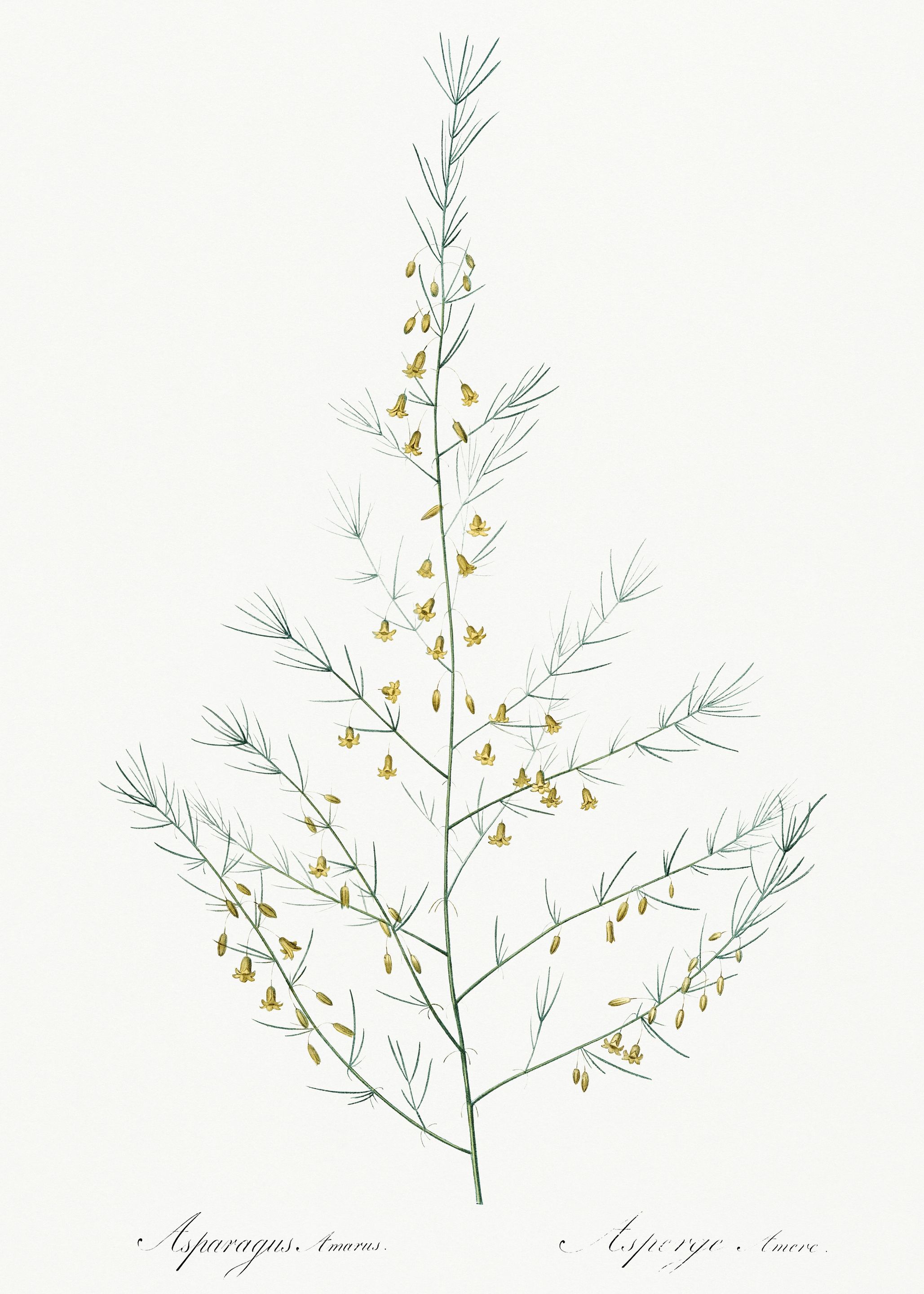Les Liliacees 1805 HQ Orig