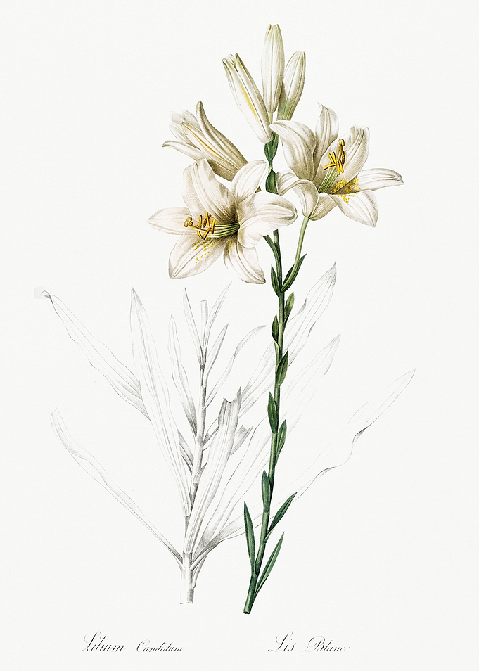 Les Liliacees 1805 HQ Orig