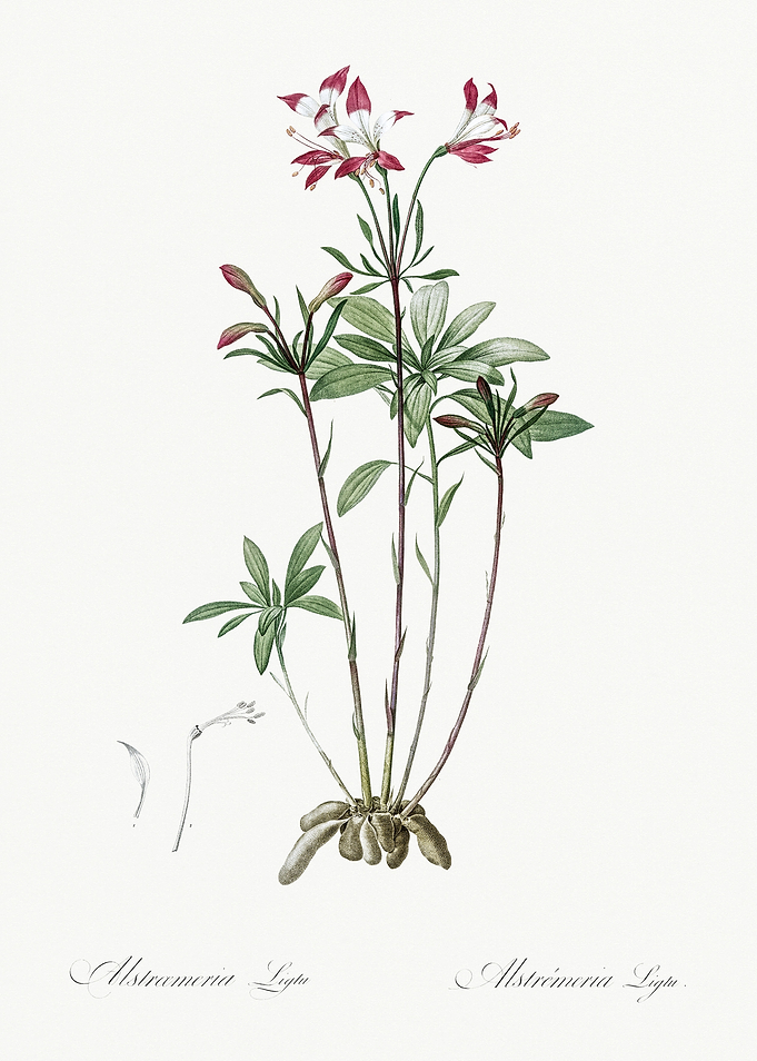 Les Liliacees 1805 HQ Orig