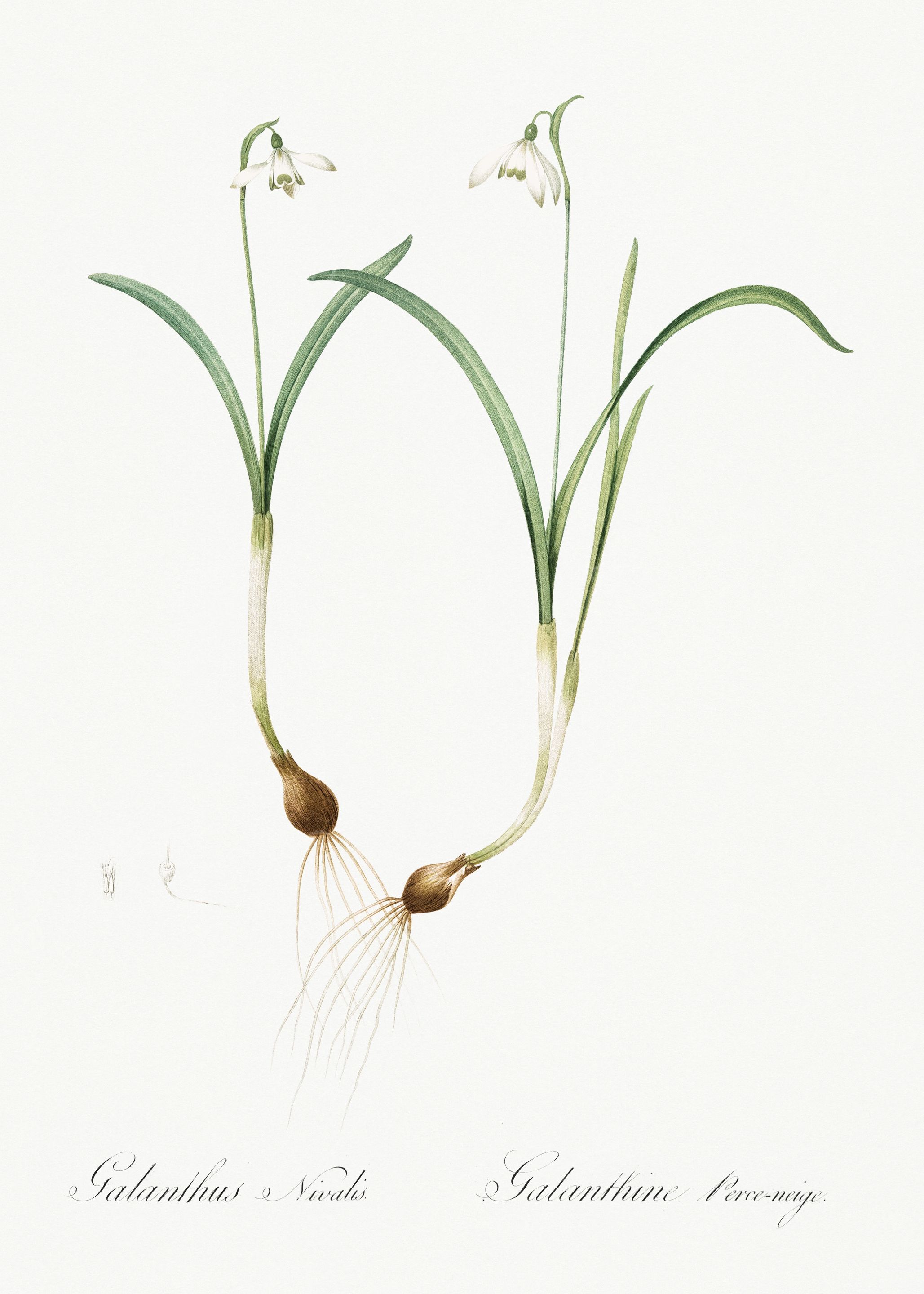 Les Liliacees 1805 HQ Orig