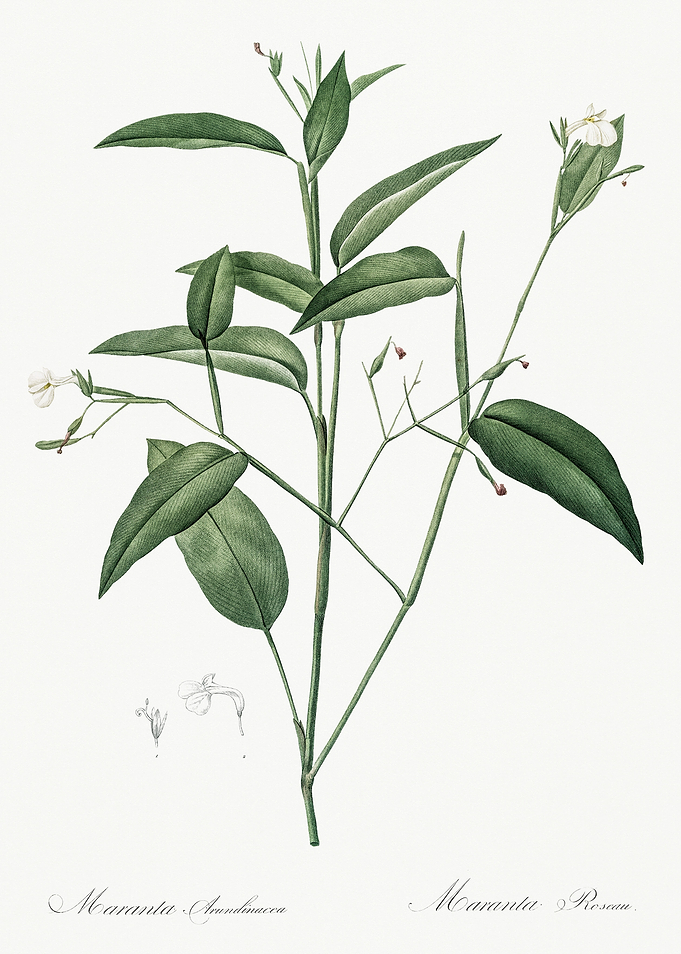 Les Liliacees 1805 HQ Orig