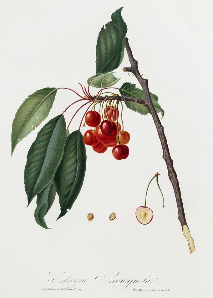 Pomona Italiana 1839HQOrig