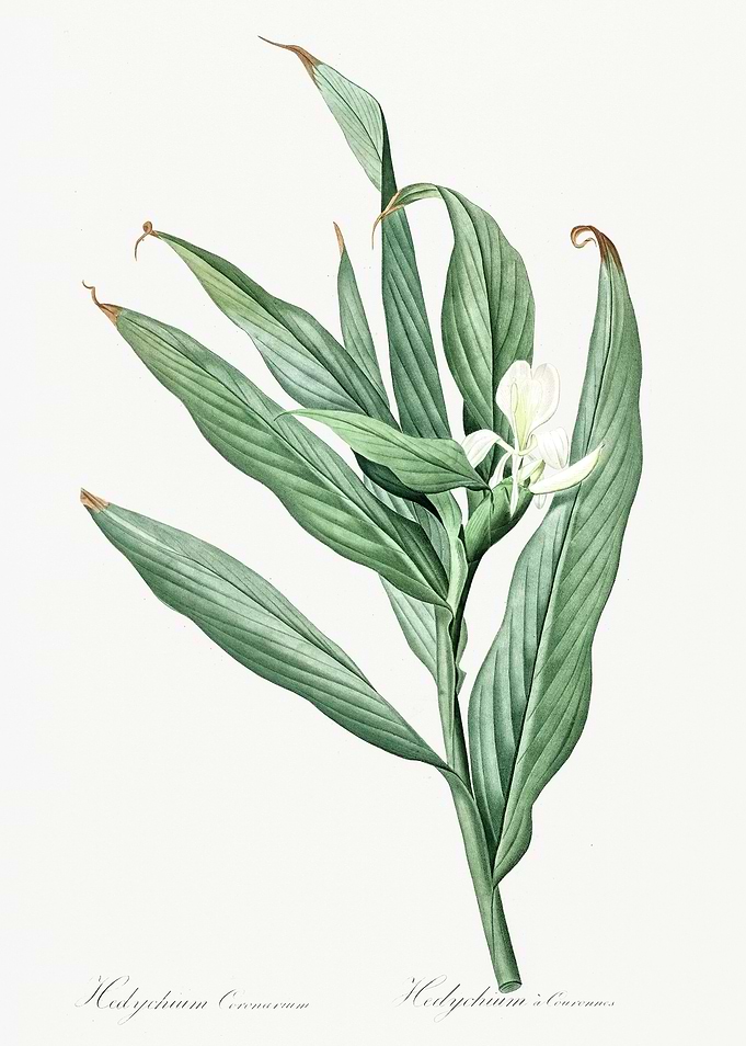Les Liliacees 1805 HQ Orig