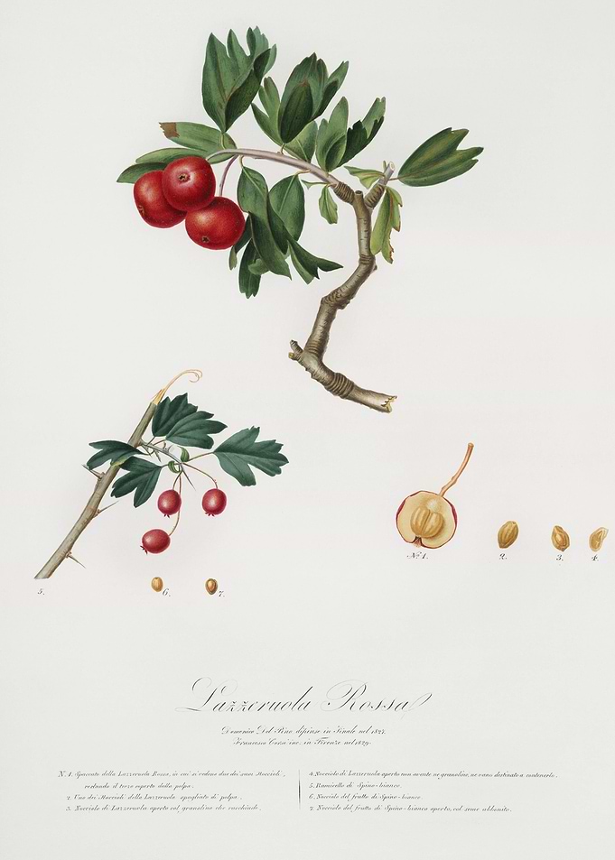 Red ThornApple Crataegus P