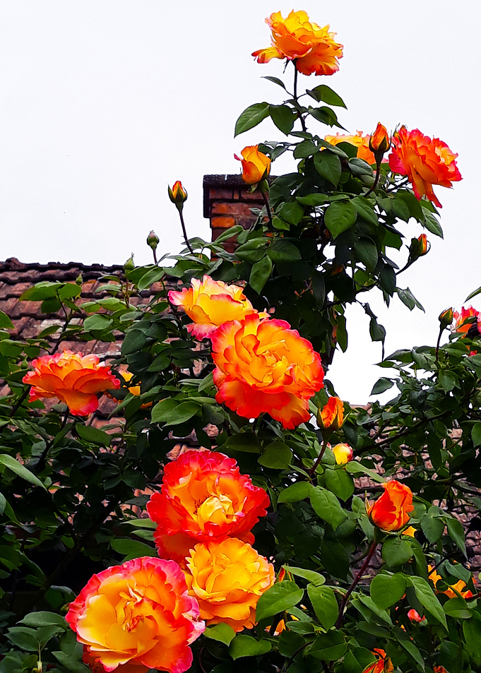 Roses and the house