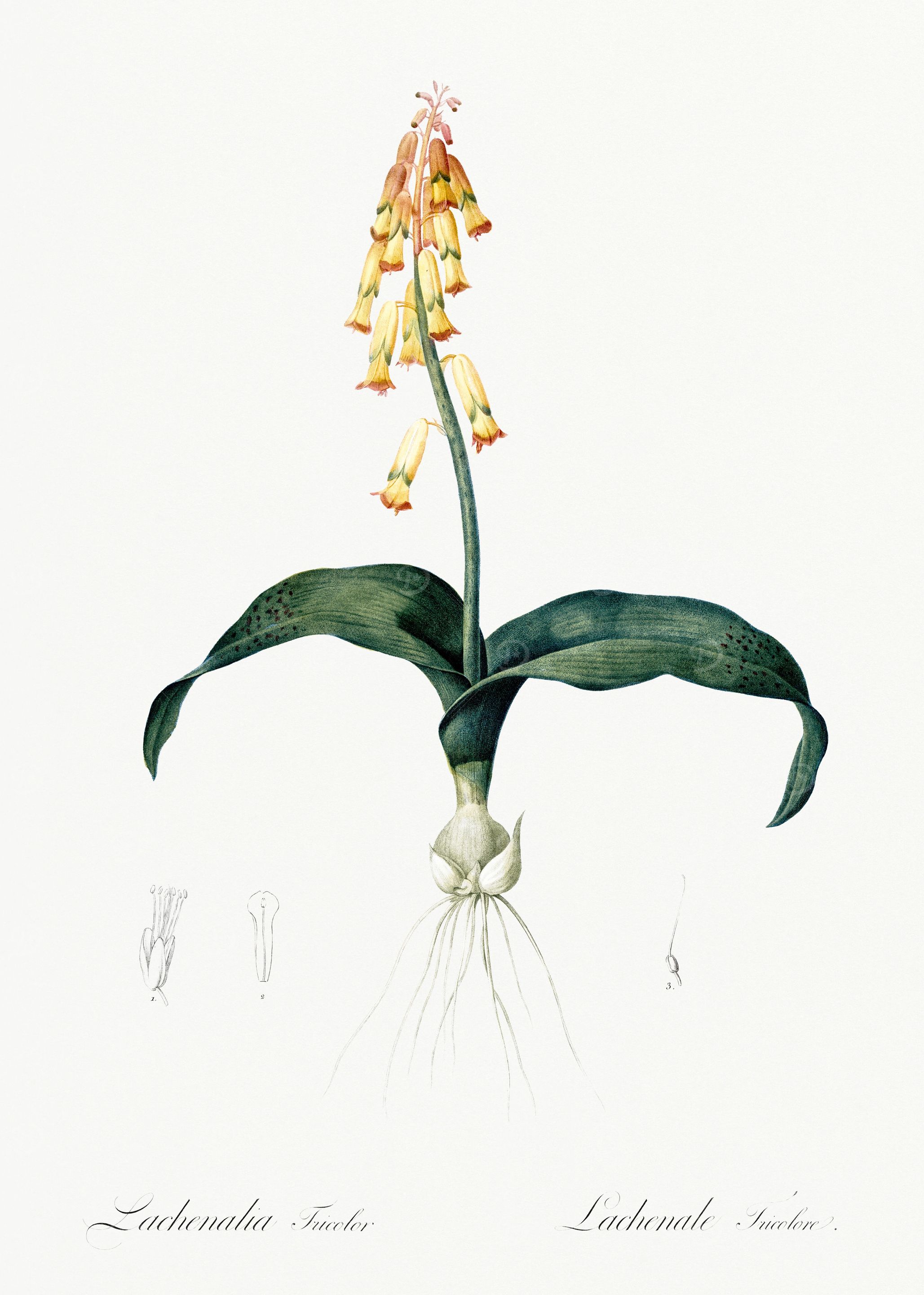 Les Liliacees 1805 HQ Orig