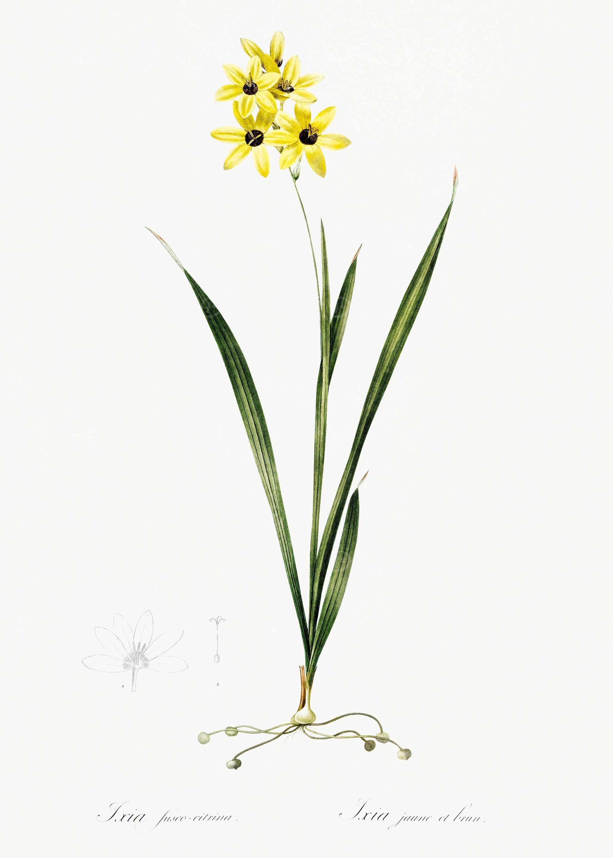 Les Liliacees 1805 HQ Orig