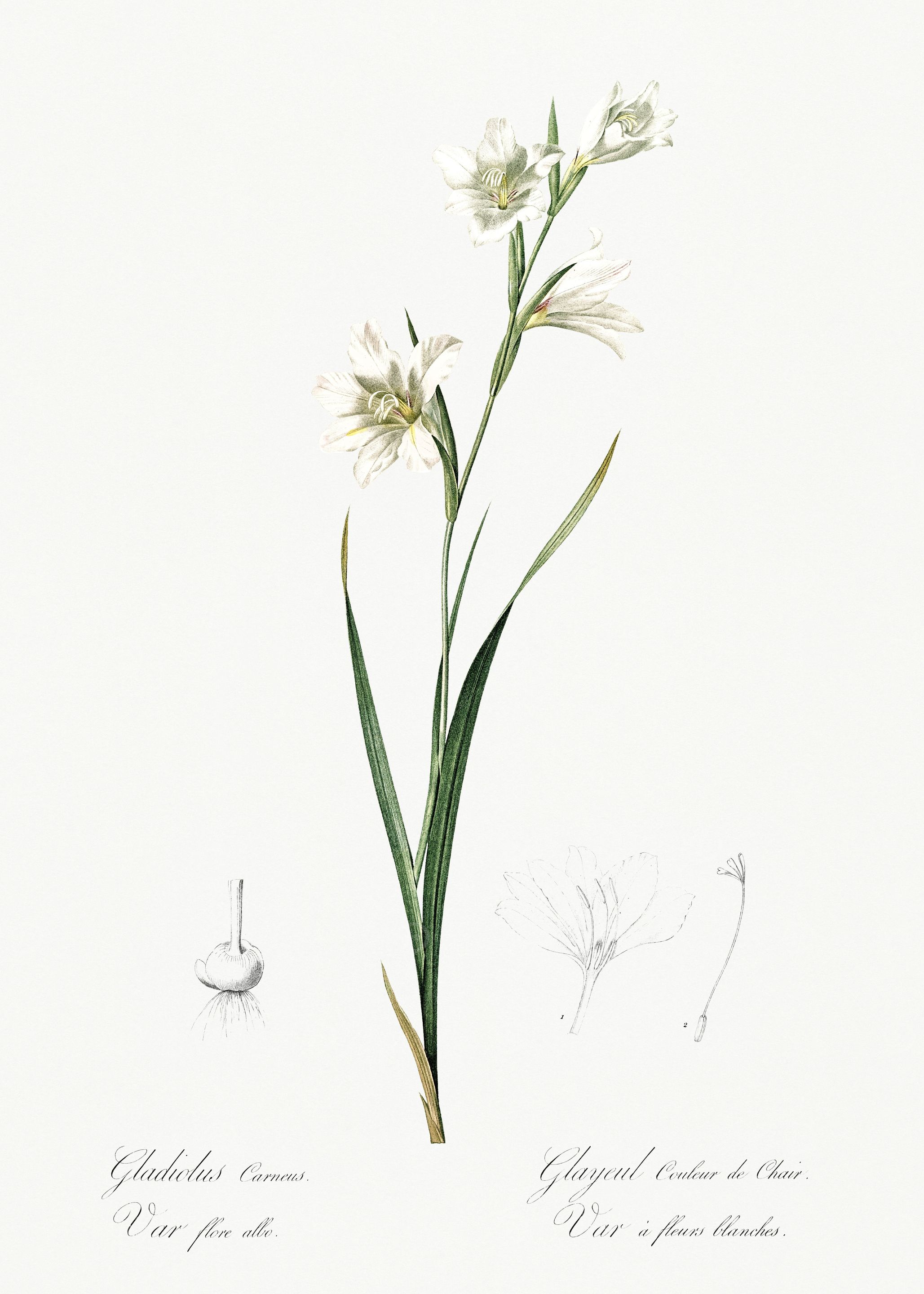 Les Liliacees 1805 HQ Orig