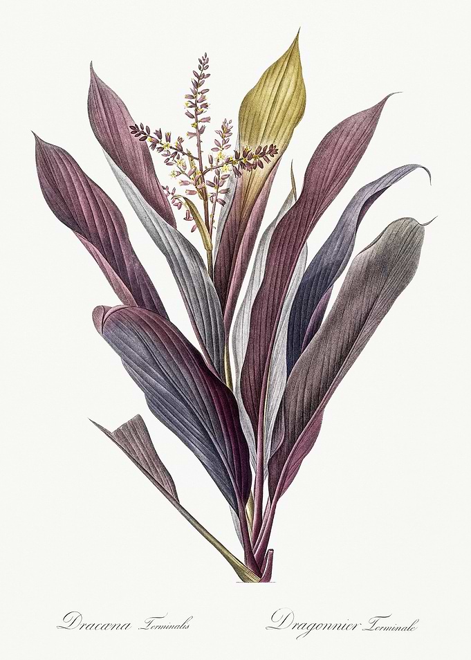 Les Liliacees 1805 HQ Orig