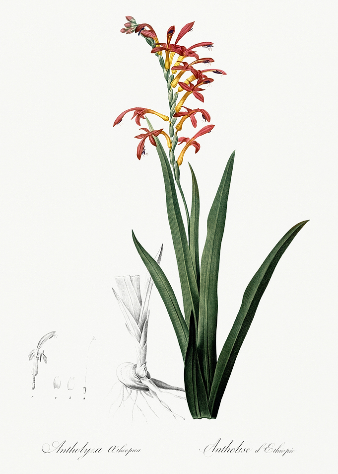 Les Liliacees 1805 HQ Orig