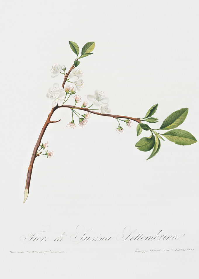 Flower Of Plum Fiore Di Su