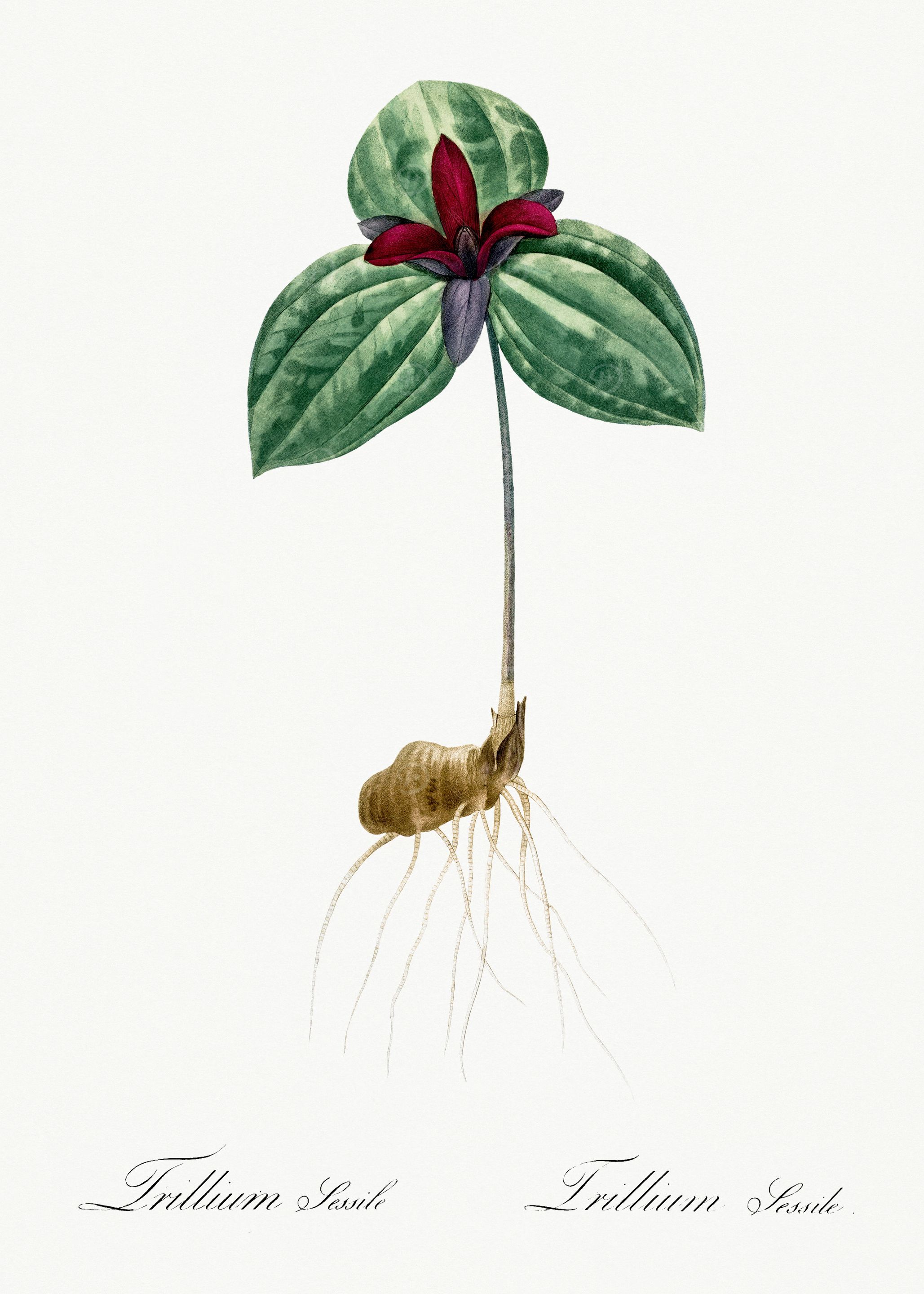 Les Liliacees 1805 HQ Orig