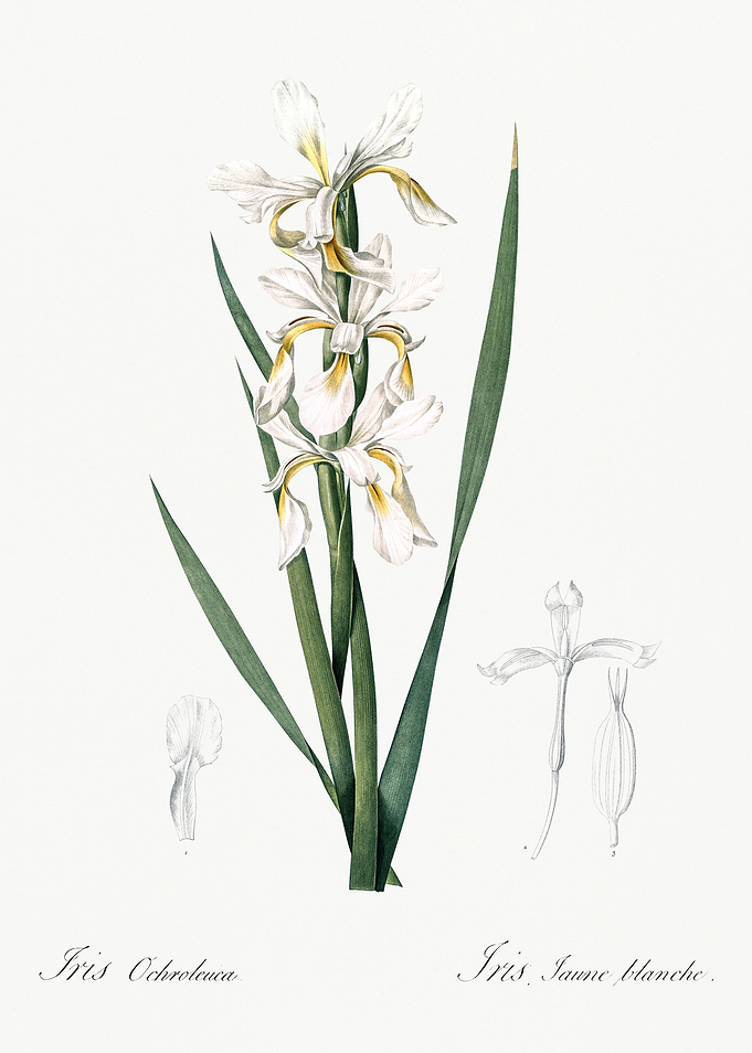 Les Liliacees 1805 HQ Orig