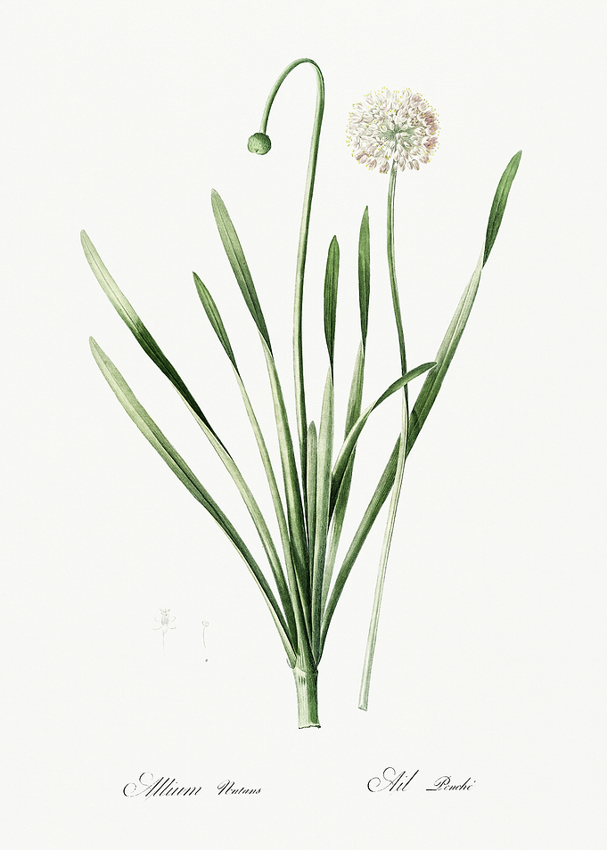 Les Liliacees 1805 HQ Orig