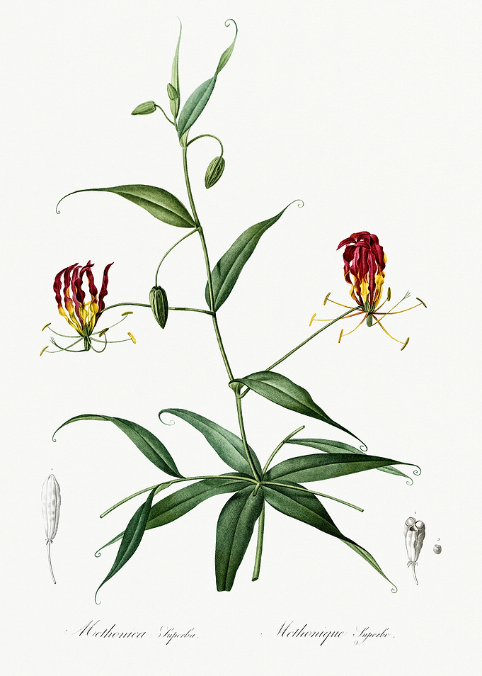 Les Liliacees 1805 HQ Orig
