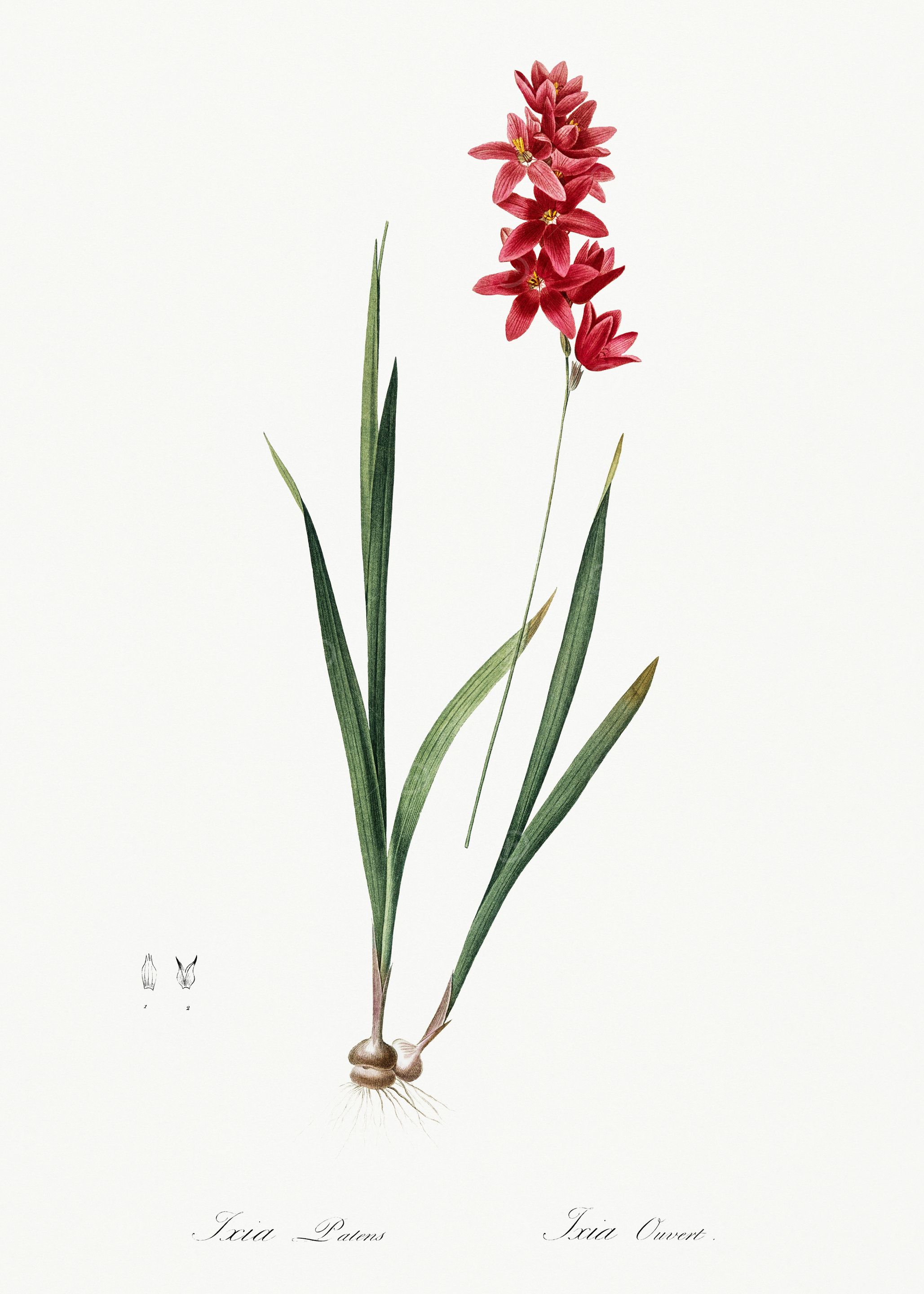 Les Liliacees 1805 HQ Orig