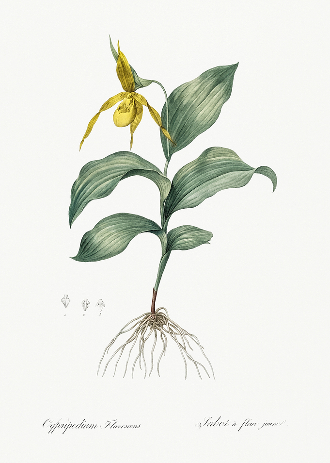 Les Liliacees 1805 HQ Orig