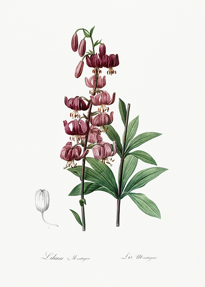 Les Liliacees 1805 HQ Orig