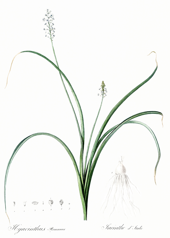 Les Liliacees 1805 HQ Orig