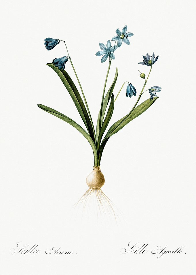 Les Liliacees 1805 HQ Orig