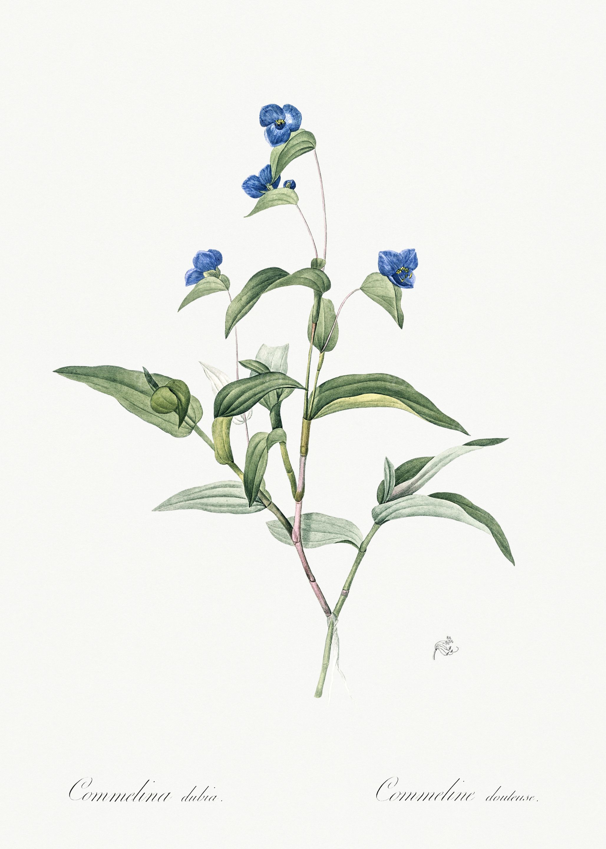 Les Liliacees 1805 HQ Orig