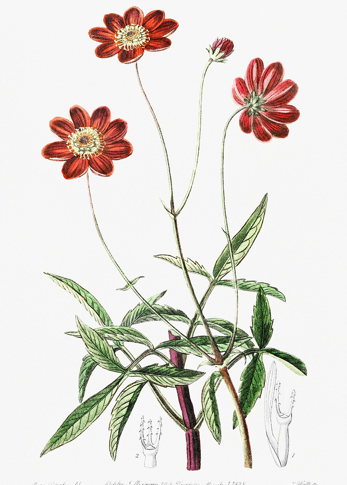 Red Cosmos Poster