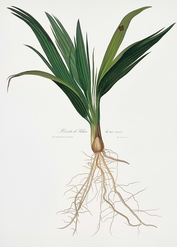 Date Palm Tree Phoenix Dac