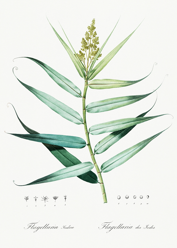 Les Liliacees 1805 HQ Orig