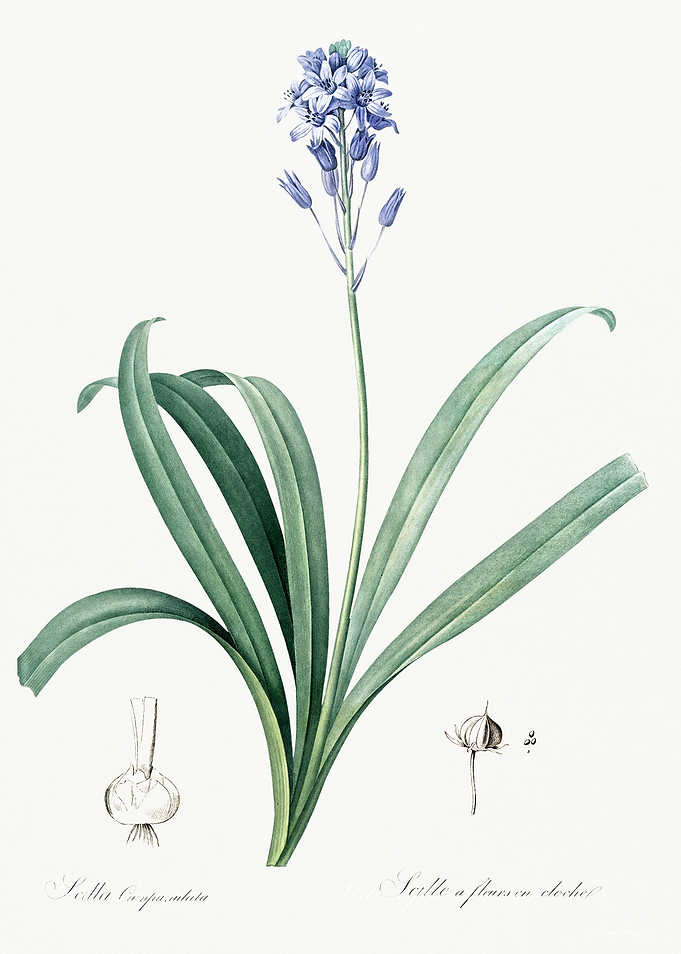 Les Liliacees 1805 HQ Orig