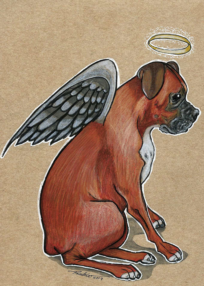 Boxer angel