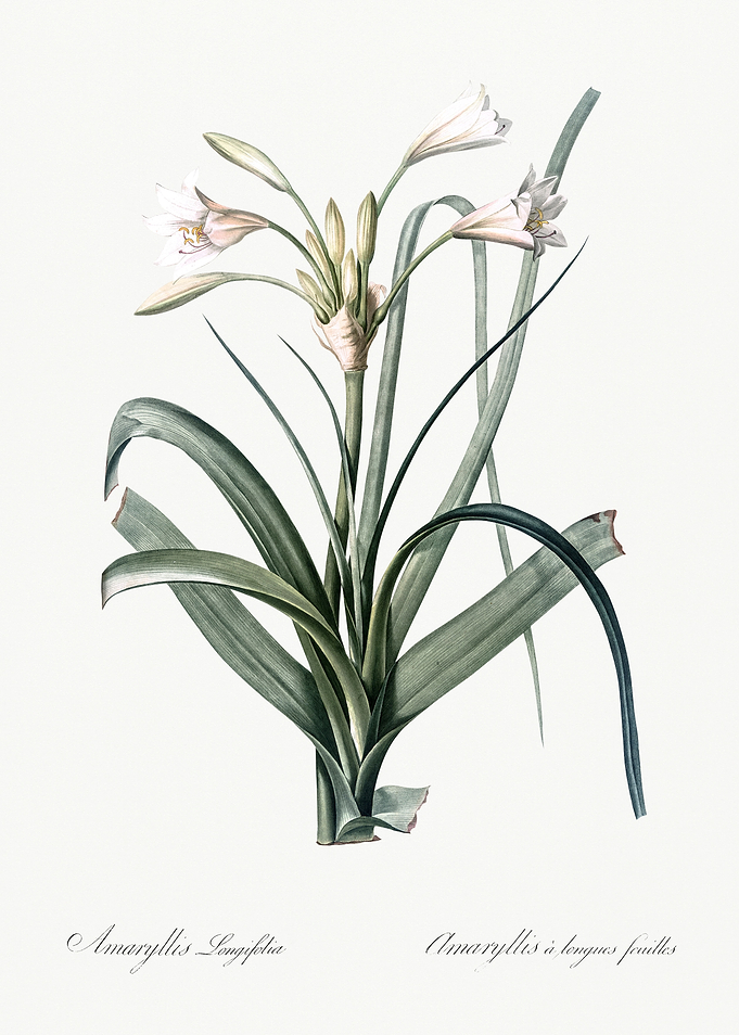Les Liliacees 1805 HQ Orig