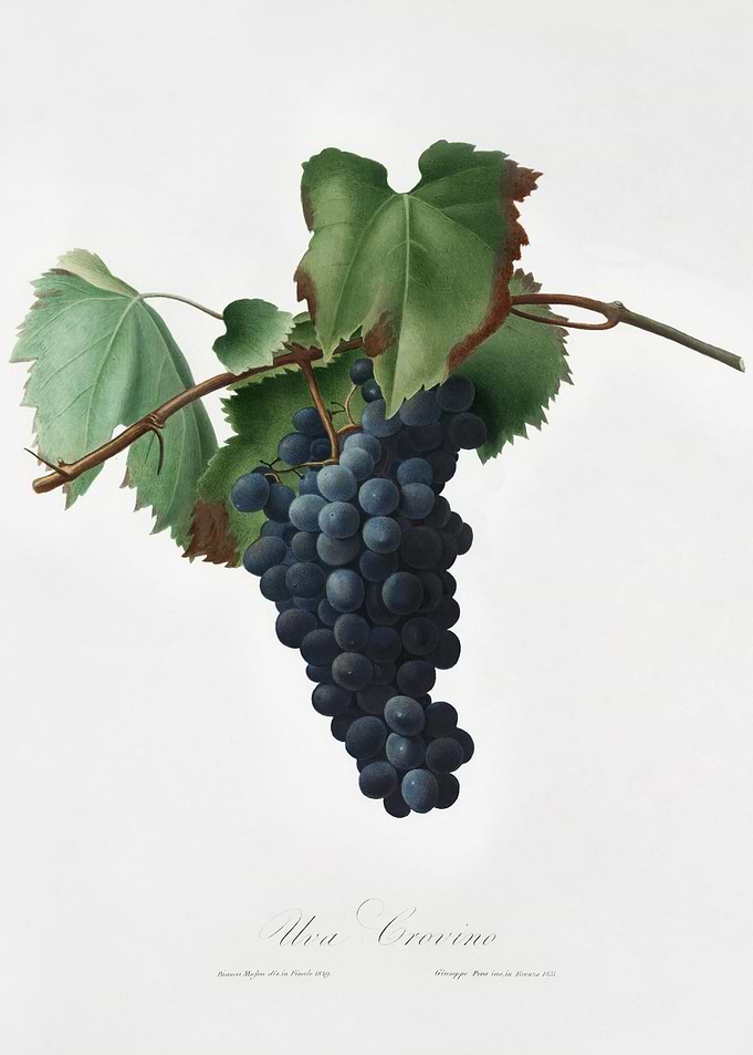 Grape Vine Vitis Vinifera