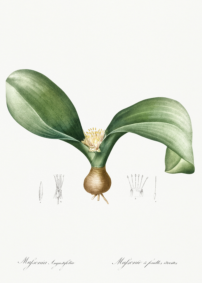 Les Liliacees 1805 HQ Orig