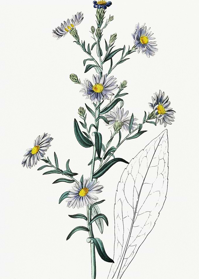 Smooth Blue Aster Poster