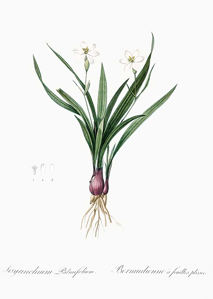 Les Liliacees 1805 HQ Orig