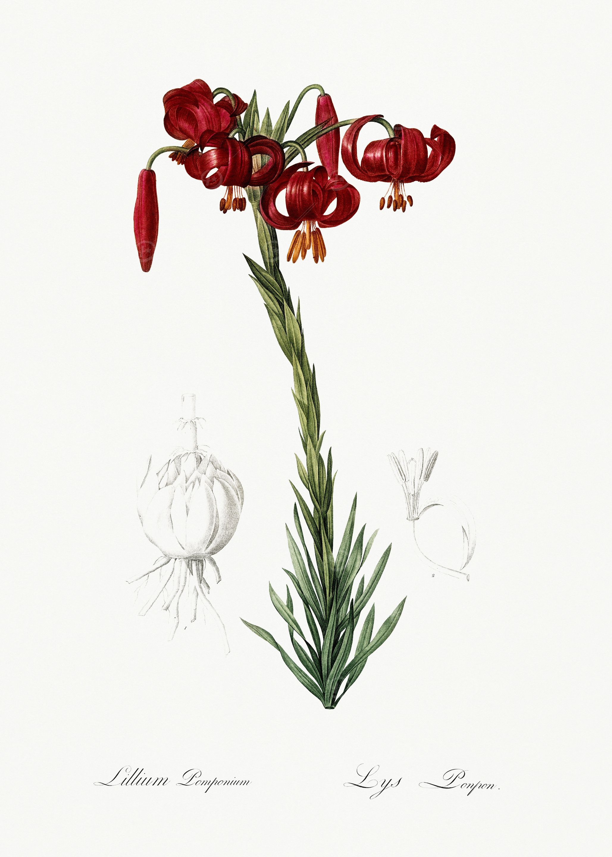 Les Liliacees 1805 HQ Orig