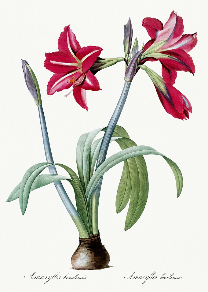 Les Liliacees 1805 HQ Orig