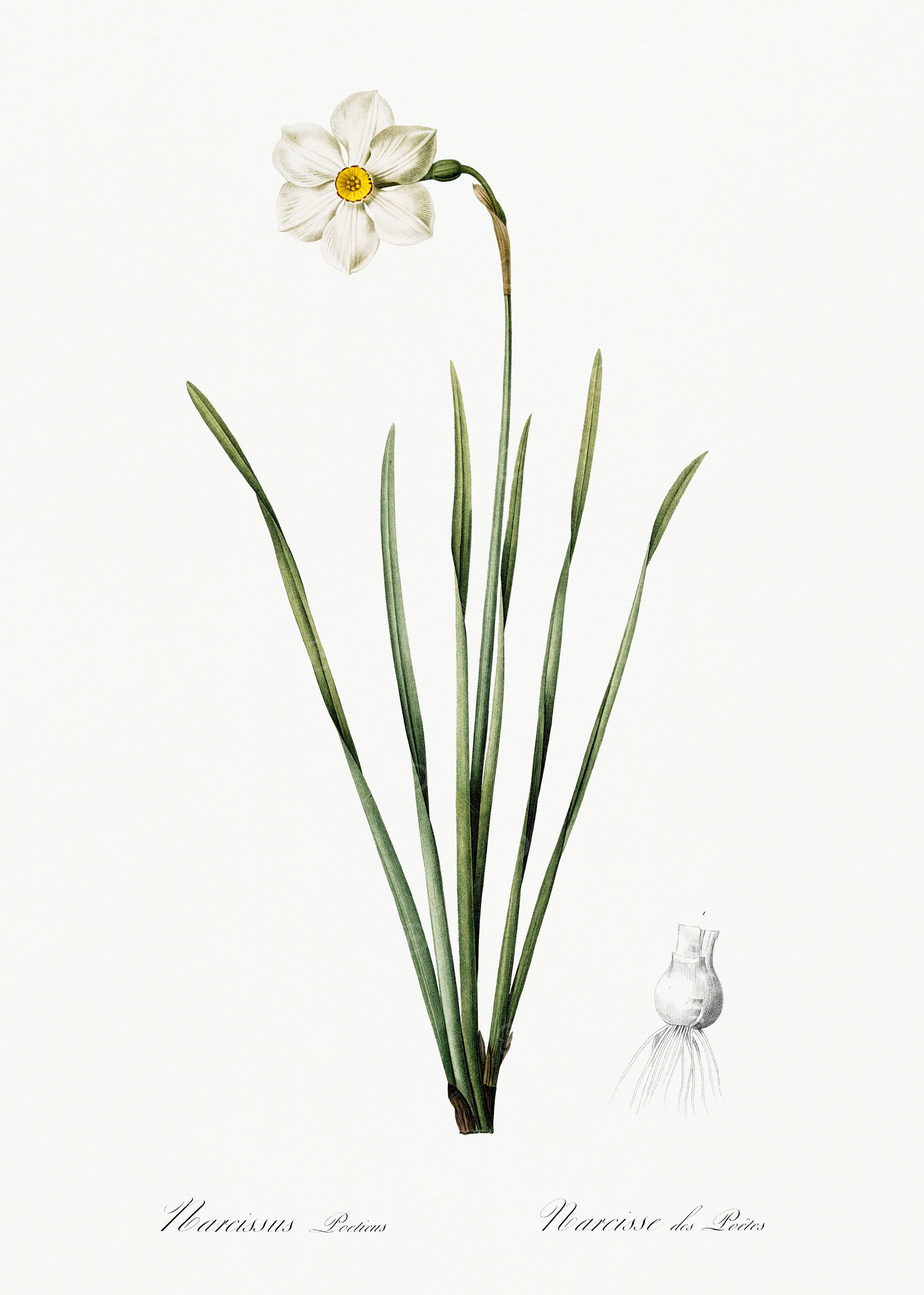 Les Liliacees 1805 HQ Orig