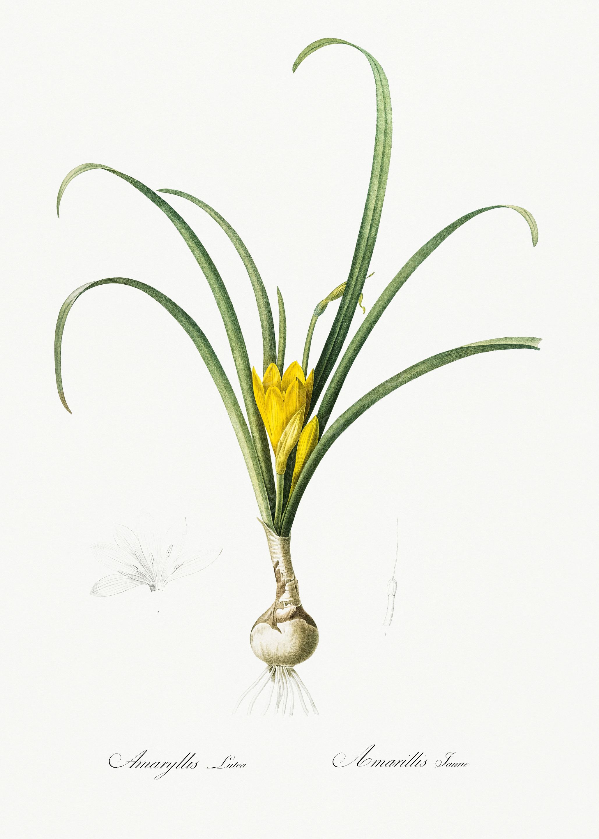 Les Liliacees 1805 HQ Orig