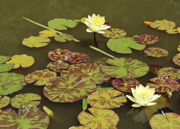 Lily Pond
