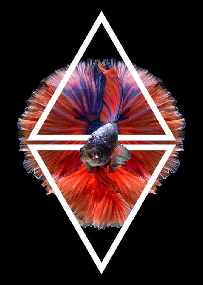 Betta Fish Geometric